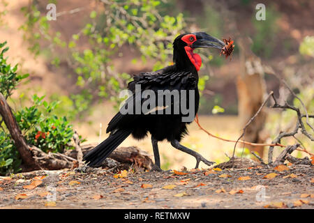 Südliche Hornrabe, Krüger Nationalpark, Südafrika, Afrika, (Bucorvus leadbeateri) Stockfoto