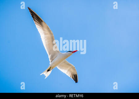 Flying Raubseeschwalbe (Hydroprogne Caspia), blauer Himmel, San Francisco Bay Area, Kalifornien Stockfoto