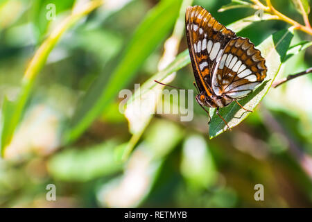 Lorquin der Admiral (Limenitis lorquini) Schmetterling sitzt mit seinen Flügeln auf einem grünen Blatt geschlossen, South San Francisco Bay Area, Kalifornien; zurück verschwommen Stockfoto