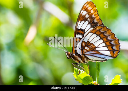 Lorquin der Admiral (Limenitis lorquini) Schmetterling sitzt mit seinen Flügeln auf einem grünen Blatt geschlossen, South San Francisco Bay Area, Kalifornien; zurück verschwommen Stockfoto