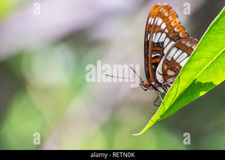 Lorquin der Admiral (Limenitis lorquini) Schmetterling sitzt mit seinen Flügeln auf einem grünen Blatt geschlossen, South San Francisco Bay Area, Kalifornien; zurück verschwommen Stockfoto