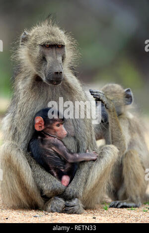 Chacma Baboon, Krüger Nationalpark, Südafrika, Afrika, (Papio ursinus) Stockfoto