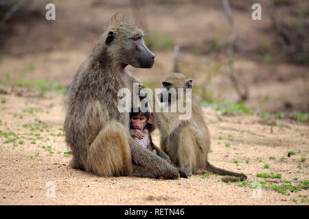 Chacma Baboon, Krüger Nationalpark, Südafrika, Afrika, (Papio ursinus) Stockfoto