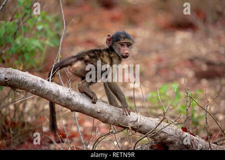 Chacma Baboon, Junge, Krüger Nationalpark, Südafrika, Afrika, (Papio ursinus) Stockfoto