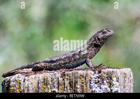 Western zaun Eidechse (Sceloporus occidentalis) sitzen auf einem hölzernen Pfosten an einem sonnigen Tag; blauen und grünen Schuppen im Sonnenlicht sichtbar; San Francisco b Stockfoto