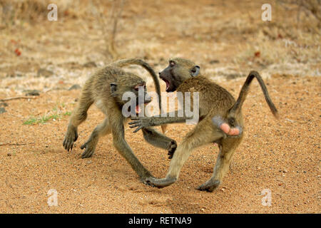 Chacma Baboon, zwei subadults kämpfen, Krüger Nationalpark, Südafrika, Afrika, (Papio ursinus) Stockfoto