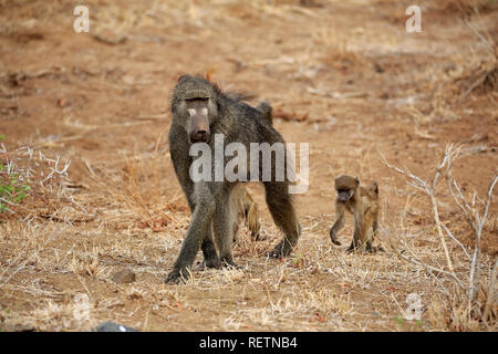 Chacma Baboon, erwachsenes Weibchen mit Jungen wandern, Krüger Nationalpark, Südafrika, Afrika, (Papio ursinus) Stockfoto