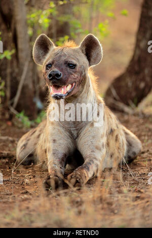 Tüpfelhyäne, Krüger Nationalpark, Südafrika, Afrika, (Crocuta crocuta) Stockfoto