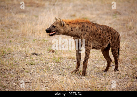 Tüpfelhyäne, Krüger Nationalpark, Südafrika, Afrika, (Crocuta crocuta) Stockfoto