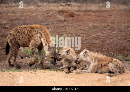 Tüpfelhyäne, Erwachsene und zwei subadults, soziales Verhalten, Krüger Nationalpark, Südafrika, Afrika, (Crocuta crocuta) Stockfoto