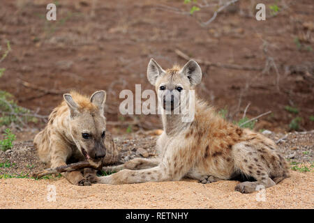 Tüpfelhyäne, zwei Erwachsene mit einem Teil der Beute, Krüger Nationalpark, Südafrika, Afrika, (Crocuta crocuta) Stockfoto