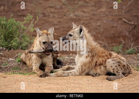 Tüpfelhyäne, zwei Erwachsene mit einem Teil der Beute, Krüger Nationalpark, Südafrika, Afrika, (Crocuta crocuta) Stockfoto