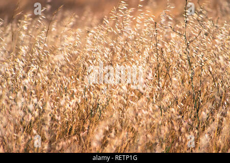 Trockene Hafer Gras wachsen auf einem Feld in Kalifornien, wo invasive betrachtet wird, Stockfoto