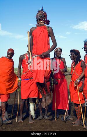 Tribal Dance der Masai Krieger, Masai Mara, Kenia, Ostafrika Stockfoto