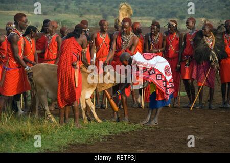 Masai Krieger und Frau die Einnahme einer Kuh, Masai Mara, Kenia, Ostafrika Stockfoto