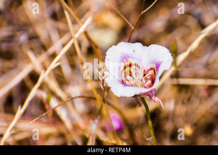 Leichtlin in Mariposa Lily blühen auf den Hügeln von South San Francisco Bay Area, Kalifornien Stockfoto