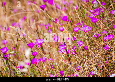 Clarkia Rubicunda (Abschied von Feder, gerötete Clarkia, Ruby Kelch clarkia) Wildblumen, blühen auf ein Feld unter trockenes Gras auf den Hügeln von Süd Stockfoto