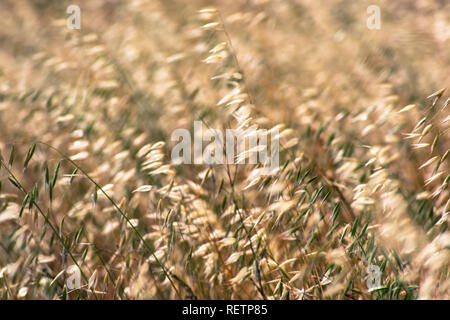 Hafer Gras wachsen auf einem Feld in Kalifornien, wo invasive betrachtet wird, Stockfoto