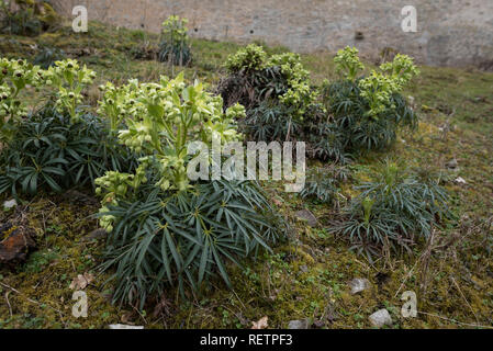 Stinkende Nieswurz, Hohenlohe, Baden-Württemberg, Heilbronn-franken, Deutschland, (Helleborus purpurascens) Stockfoto