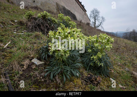 Stinkende Nieswurz, Hohenlohe, Baden-Württemberg, Heilbronn-franken, Deutschland, (Helleborus purpurascens) Stockfoto