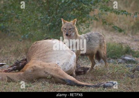 Indischen Schakal oder Golden Schakal (Canis aureus) mit einer toten Antilope, Bharatpur, Rajasthan, Indien, Stockfoto