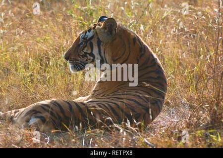 Bengal Tiger (Panthera tigris tigris), Kanha Nationalpark, Madhya Pradesh, Indien Stockfoto