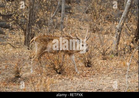 Chital Hirsche, Rehe oder Hirsche gesichtet Achse (Axis axis), männlich, Ranthambore Nationalpark, Rajasthan, Indien Stockfoto