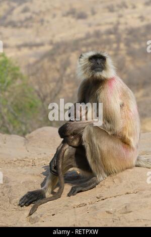 Hanuman Langur oder gemeinsamen Langur (Semnopithecus Entellus), Frau mit Baby, Ranthambore Nationalpark, Rajasthan, Indien Stockfoto