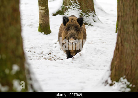 Wildschwein - Sus scrofa auf dem Schnee im Wald Stockfoto