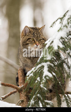Europäische Wildkatze, Felis silvestris auf einer Fichte Stockfoto