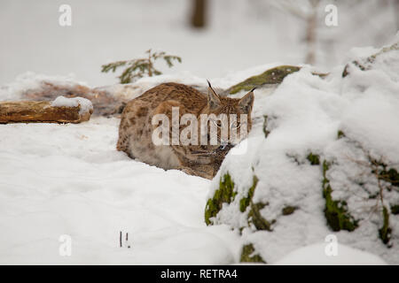 Eurasischen Luchs Lynx lynx sitzen auf dem Schnee Stockfoto