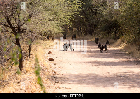 Große Gruppe von Pavianen in Namibia Stockfoto