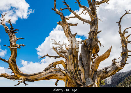 Tot Bristlecone Pine (Pinus longaeva) auf einem weißen Wolken und blauer Himmel, Death Valley National Park, Kalifornien Stockfoto