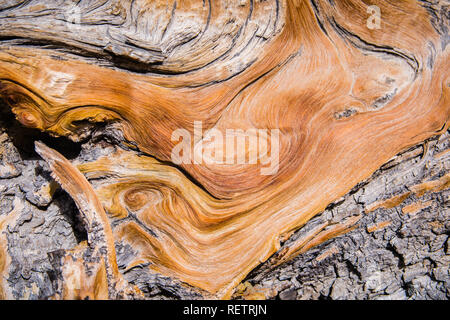Nahaufnahme von einer Kiefer holz Burl, Death Valley National Park, Kalifornien Stockfoto