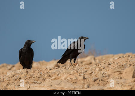 Ventilator-tailed Raven/Corvus rhipidurus Stockfoto