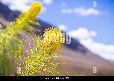 Prince's Plume (Stanleya pinnata) blühen in Death Valley National Park, Kalifornien Stockfoto