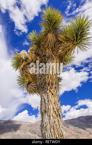 Joshua Tree (Yucca Buergeri); weiße Wolken und blauer Himmel Hintergrund; Death Valley National Park, Kalifornien Stockfoto