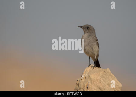 Blackstart/Oenanthe melanura Stockfoto