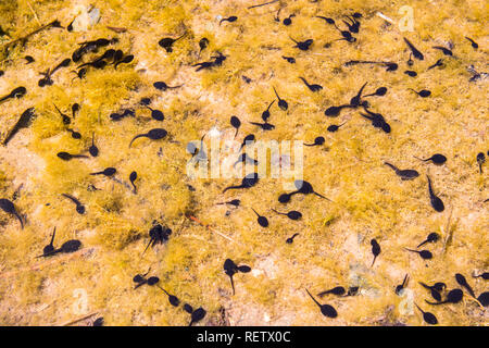 Kaulquappen schwimmen in einem flachen Teich, Kalifornien Stockfoto