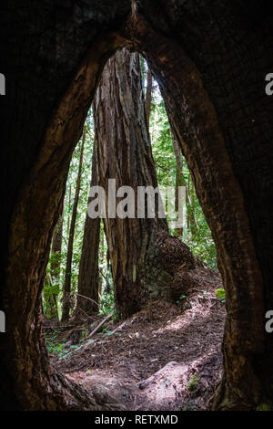 Auf der Suche durch das Loch links in einem noch lebenden Redwood Tree von einem alten Feuer-, Butano State Park, San Francisco Bay Area, Kalifornien Stockfoto