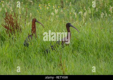 Glossy Ibis/Plegadis falcinellus Stockfoto