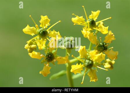 Gemeinsame Rue (Ruta graveolens), Blüten, Heilpflanzen Stockfoto