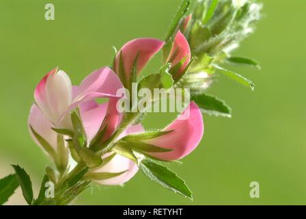 Stachelige Restharrow (Ononis spinosa), Heilpflanzen Stockfoto