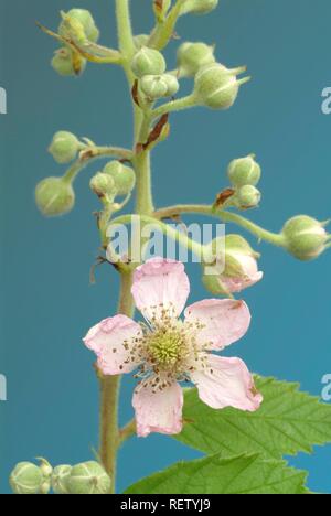 Heidelbeere (Vaccinium myrtillus), Blätter und Blüten, Heilpflanzen Stockfoto