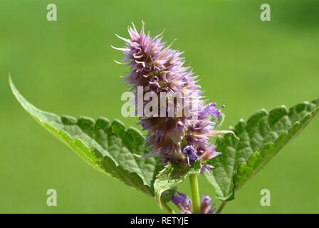 Anis Ysop (Agastache anisata Foeniculum), Heilpflanzen Stockfoto