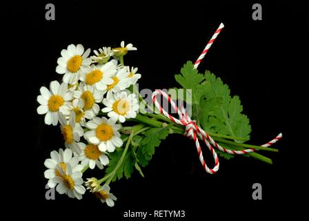 Mutterkraut (Chrysanthemum parthenium), Heilpflanzen Stockfoto