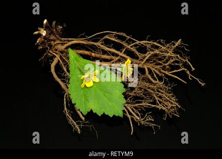 Gemeinsame Tormentill (Potentilla erecta, Cinquefoglia tormentilla), Heilpflanzen Stockfoto