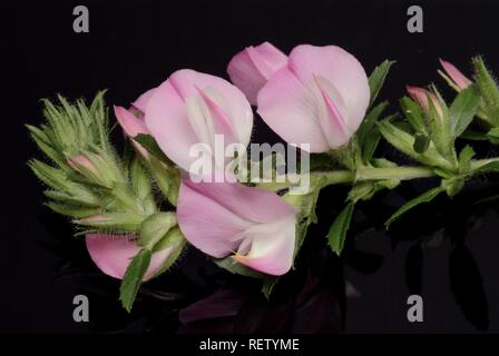 Stachelige Restharrow (Ononis spinosa), Heilpflanzen Stockfoto