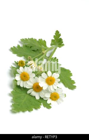 Mutterkraut (Chrysanthemum parthenium), Heilpflanzen Stockfoto