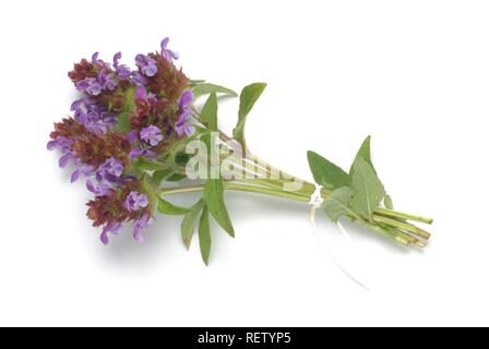 Gemeinsame Selfheal (prunella vulgaris), Heilpflanzen Stockfoto